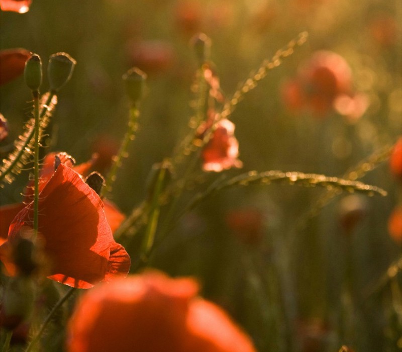 Blomster